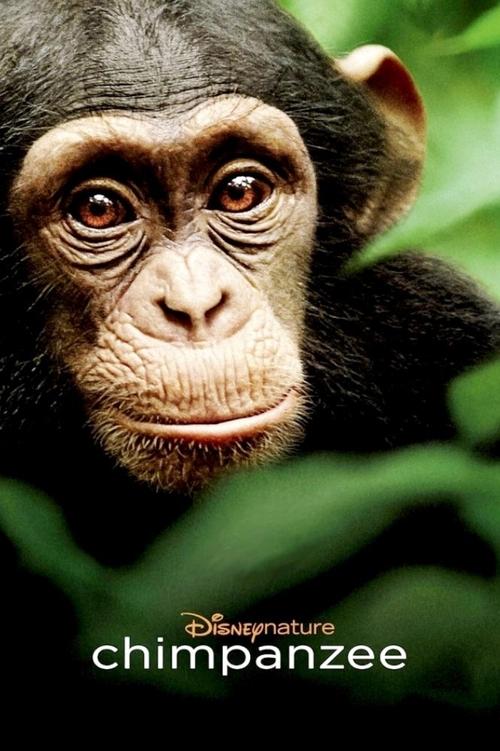 Nonton Chimpanzee 2012 Sub Indo